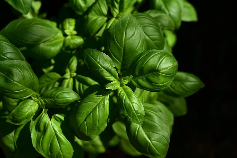 Indoor Herb Gardens